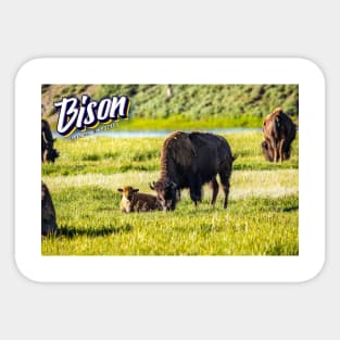 Bison at Yellowstone Sticker